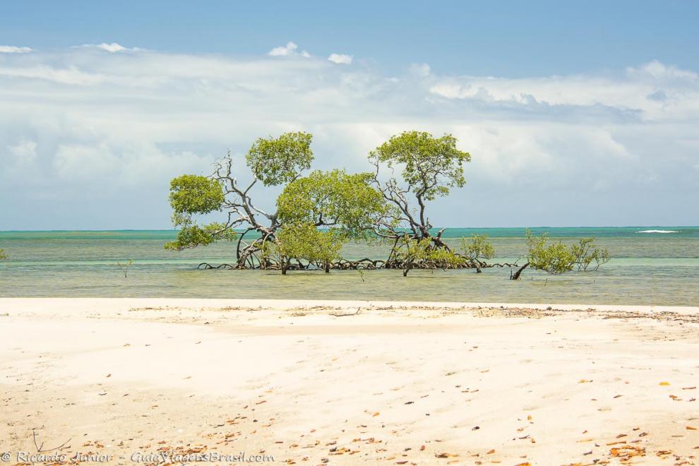 Imagem de uma árvore no meio das águas do mar.